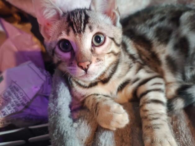 Unregistered pedigree Bengal kittens for sale in Bridgwater, Somerset - Image 5