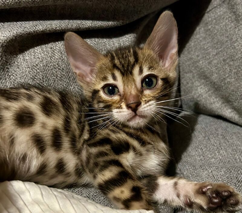 UPDATE - Only 1 Stunning Bengal Kittens left!!! ready to reserve for sale in Morden, Merton, Greater London - Image 1