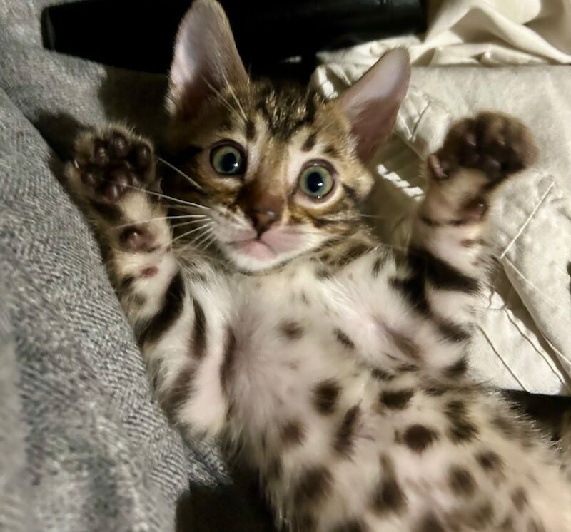 UPDATE - Only 1 Stunning Bengal Kittens left!!! ready to reserve for sale in Morden, Merton, Greater London - Image 2