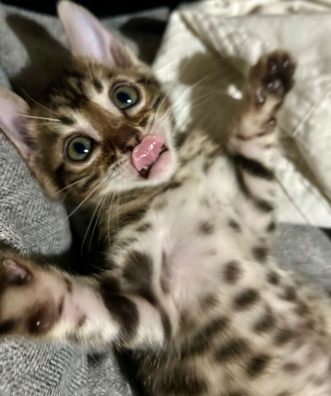 Bengal Kittens for sale in Greater London