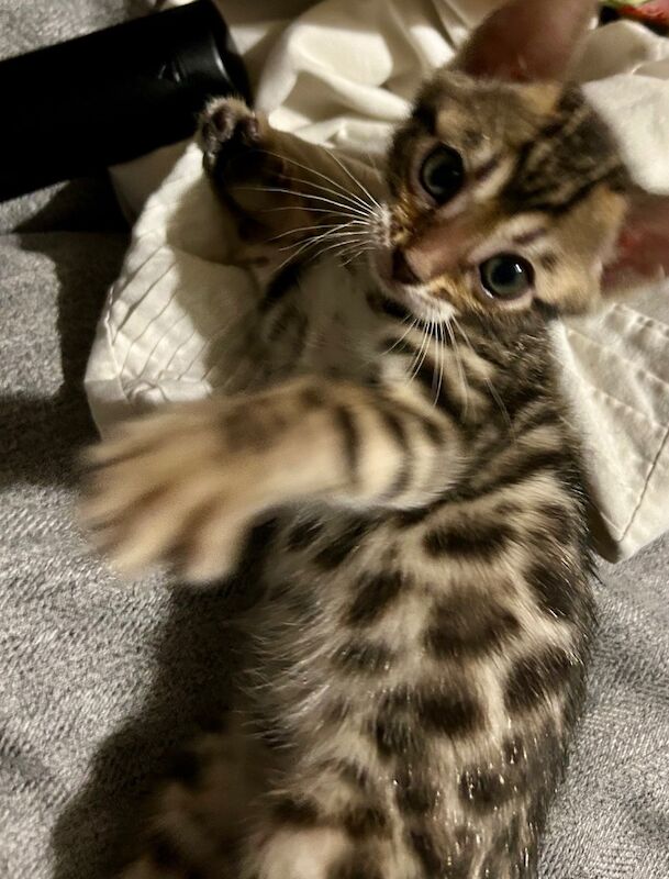 Bengal Kittens for sale