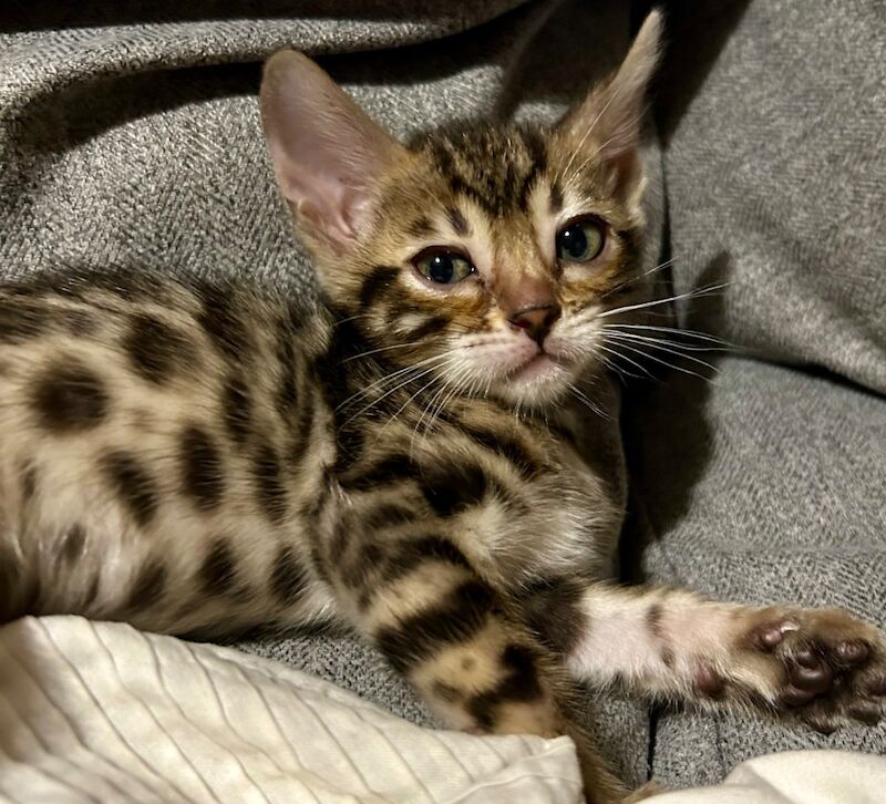 UPDATE - Only 1 Stunning Bengal Kittens left!!! ready to reserve for sale in Morden, Merton, Greater London - Image 5