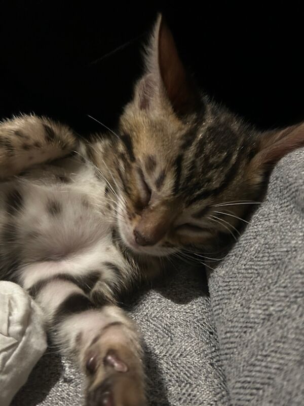 UPDATE - Only 1 Stunning Bengal Kittens left!!! ready to reserve for sale in Morden, Merton, Greater London - Image 6