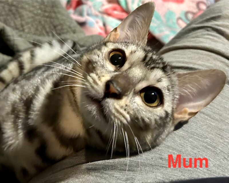 UPDATE - Only 1 Stunning Bengal Kittens left!!! ready to reserve for sale in Morden, Merton, Greater London - Image 8