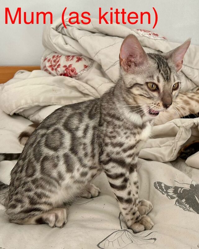 UPDATE - Only 1 Stunning Bengal Kittens left!!! ready to reserve for sale in Morden, Merton, Greater London - Image 12