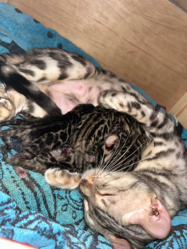 UPDATE - Only 1 Stunning Bengal Kittens left!!! ready to reserve for sale in Morden, Merton, Greater London - Image 13