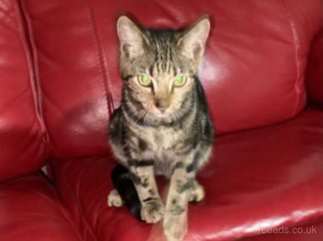 URGENT SALE !!!!! MALE BENGAL KITTEN FOR SALE in Huddersfield, West Yorkshire - Image 2